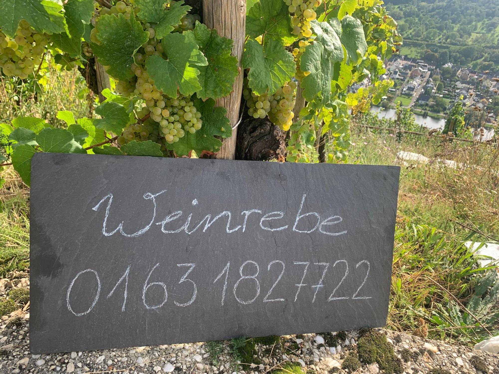 Weinrebe Διαμέρισμα Bernkastel-Kues Εξωτερικό φωτογραφία