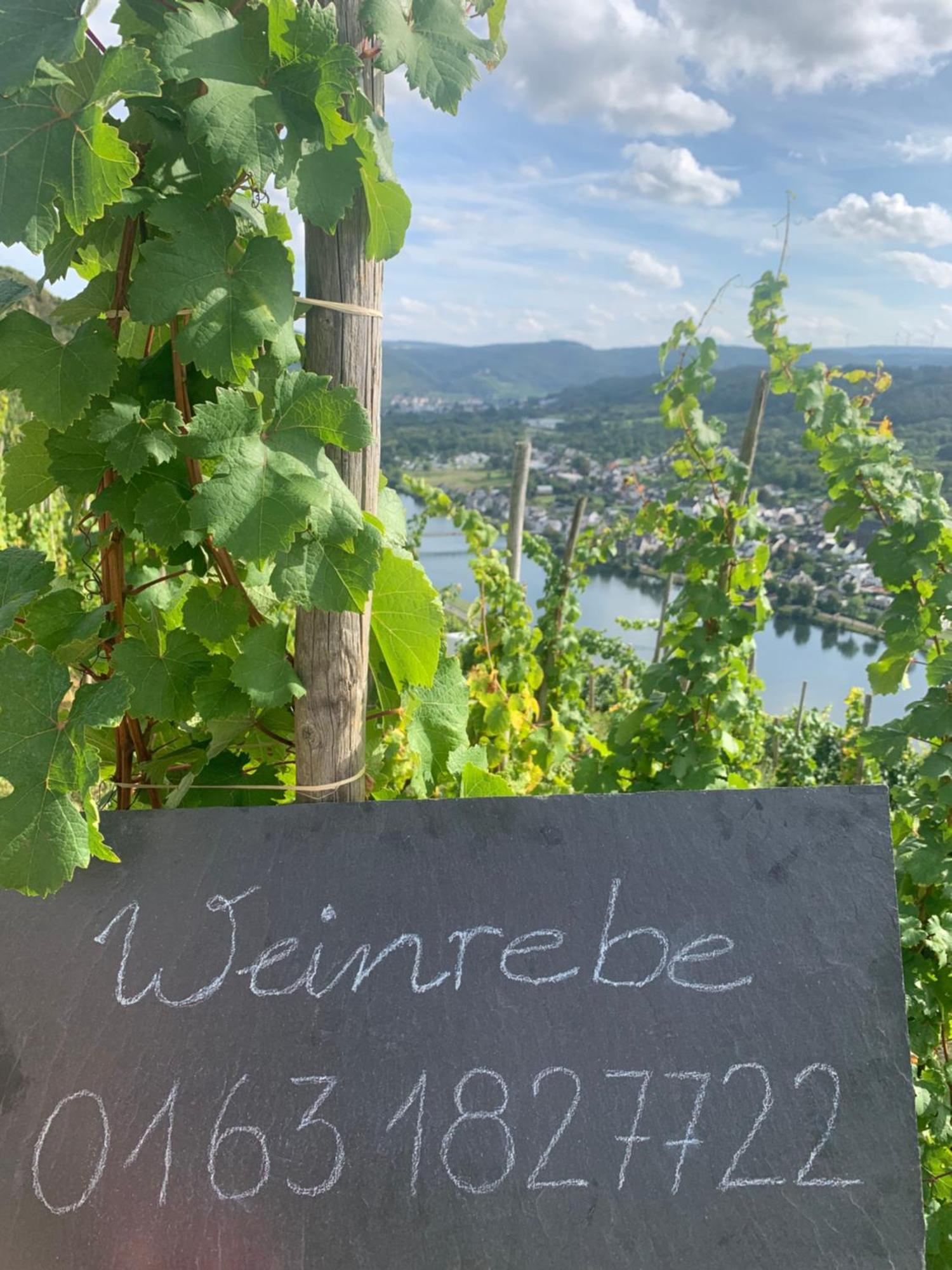 Weinrebe Διαμέρισμα Bernkastel-Kues Εξωτερικό φωτογραφία